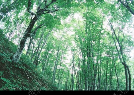 绿色树林图片