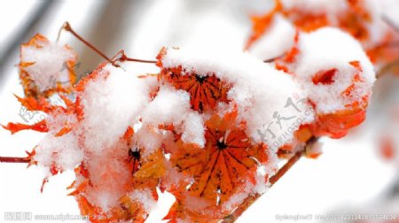 雪冻结枫叶冰雪图片