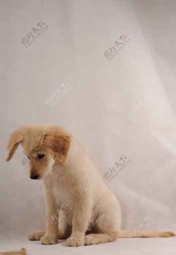 金毛幼犬图片