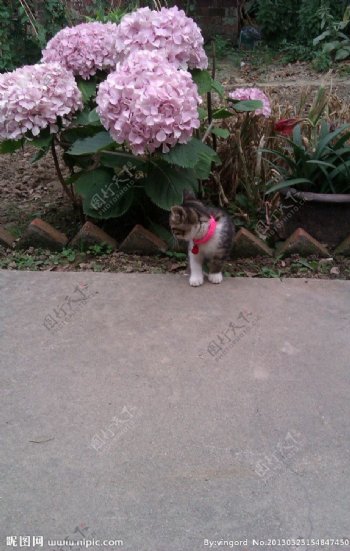 小猫与绣球花图片