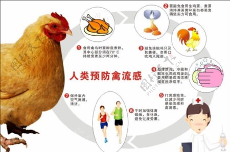 预防禽流感图片