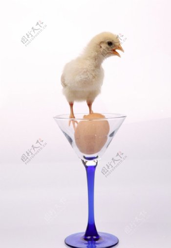 玻璃杯中的小鸡图片