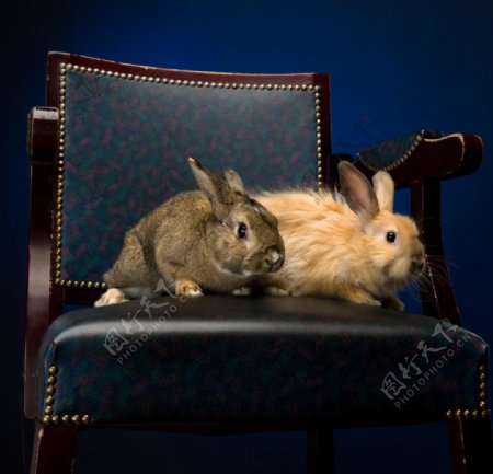古典沙发上的可爱兔子图片