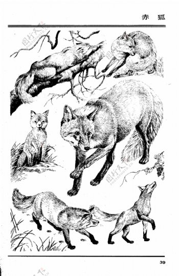 画兽谱37赤狐图片