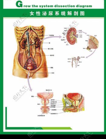 人体科普女性泌尿系统图片