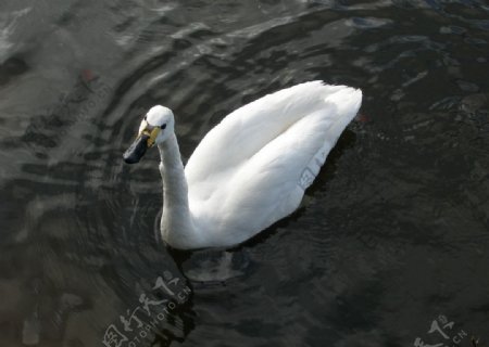 白色鸭子图片