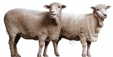羊绵羊山羊图片