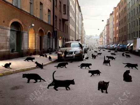 满街的黑猫图片