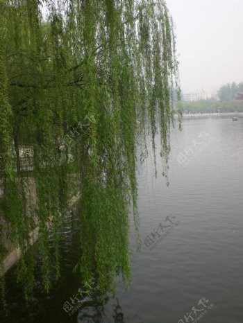 兴庆湖边垂柳图片