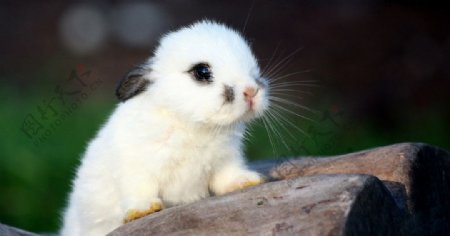 小兔图片