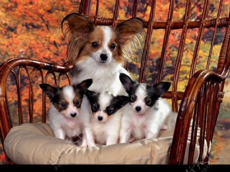 狗妈妈和三只小狗狗图片
