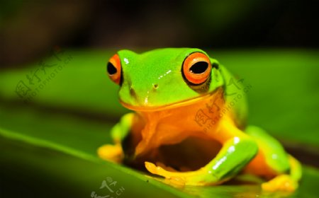 热带雨林青蛙图片