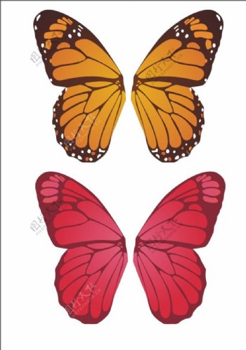 蝴蝶翅膀矢量图图片
