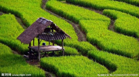 绿色稻田景观图片