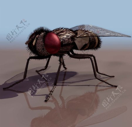 FLY苍蝇3d模型图片