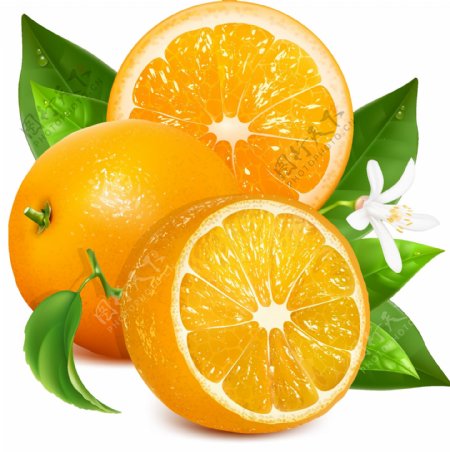 新鲜的橙子矢量图图片