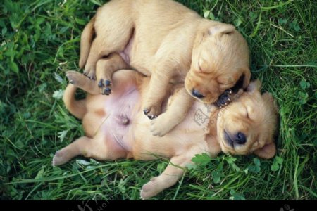 草地上的狗狗睡觉图片
