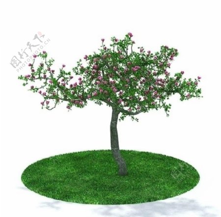 3D精细绿色树木模型图片