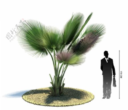 3D精美植物模型图片