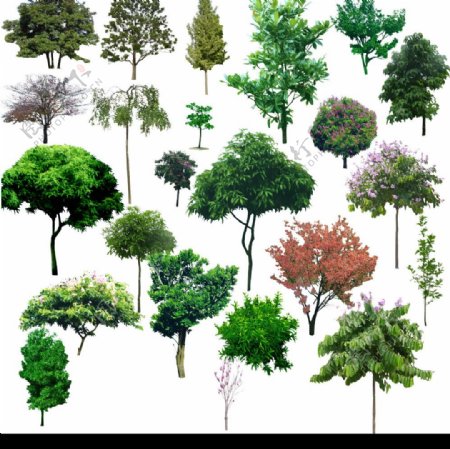 树材质图片