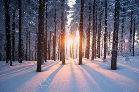 冬季林间雪景图片