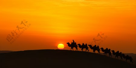 骆驼队图片