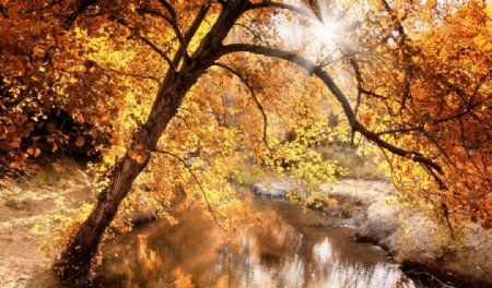 秋天树林落叶美景图片