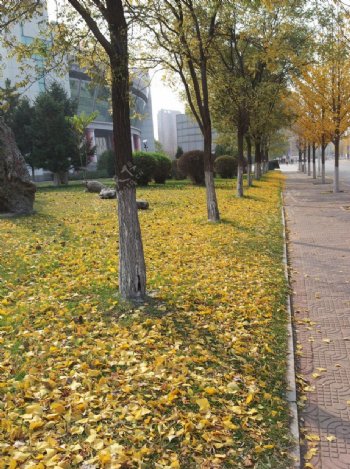 秋天路边金色的落叶图片