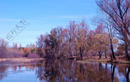 根河两公里半秋景图片