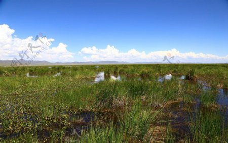 尕海湖草原图片