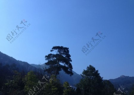 南岳衡山松树图片