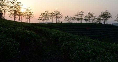 茶山夕阳图片
