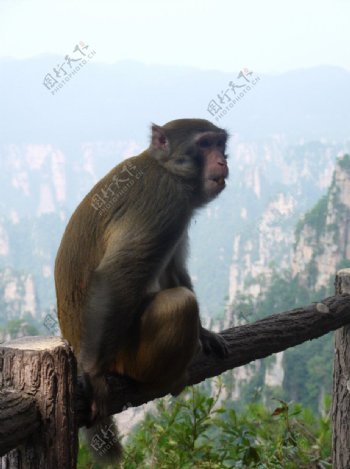 天子山猴子图片