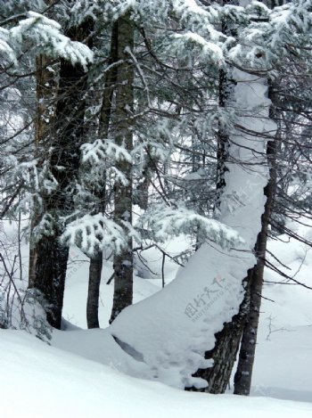 雪乡雪松林图片