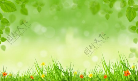 花朵绿叶草丛背景图图片