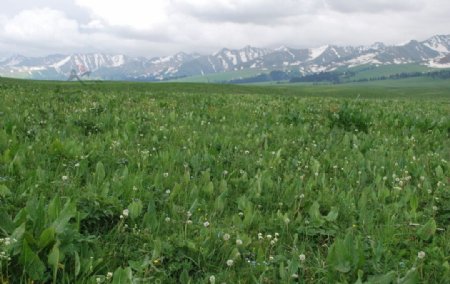 新疆伊犁州那拉提草原夏牧场图片