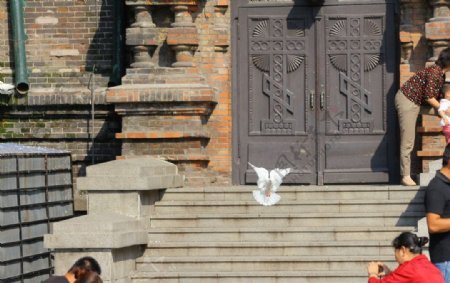 索菲亚教堂的鸽子图片