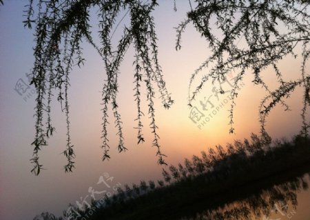 夕阳垂柳图片