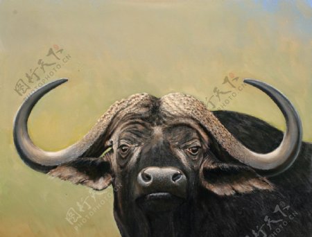 油画非洲水牛图片