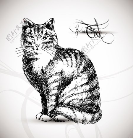 素描猫图片