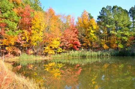 秋天野外森林风景图片