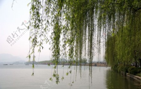 湖边垂柳图片