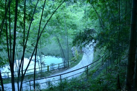 竹林小道图片