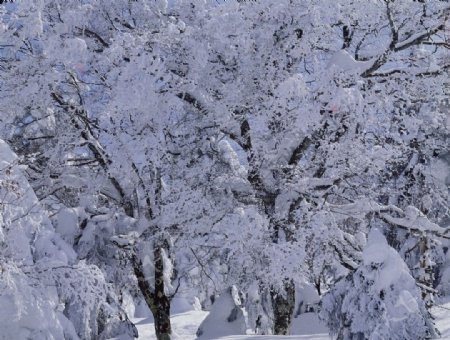 雪松图片