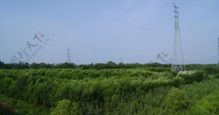 绿树电线塔图片