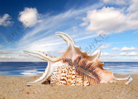 沙滩上的海螺图片