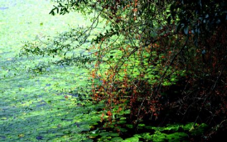 西湖水植物色彩湖浮萍图片