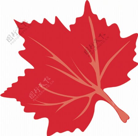 红枫枫叶logo广告设计图片