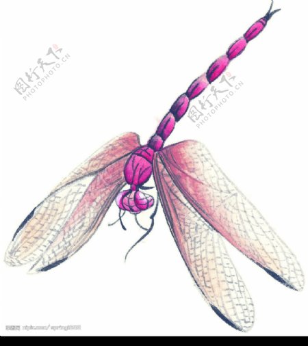 水墨风格的蜻蜓图片