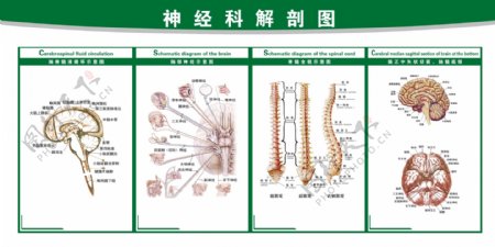 神經(jīng)科解剖圖解剖圖片